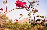 Roter Rhododendron mit dem heiligen Berg Arunachala im Hintergrund in Tamil Nadu Indien