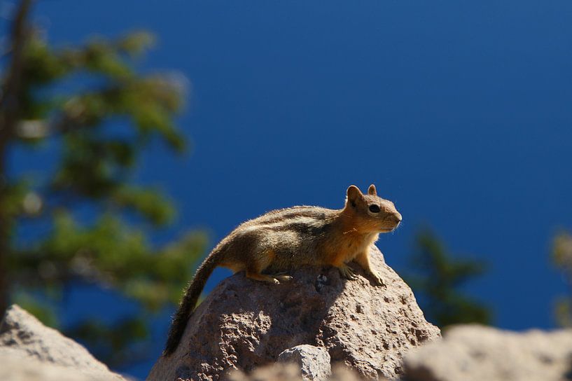 Eichhörnchen am Crater Lake, Oregon von Jeroen van Deel