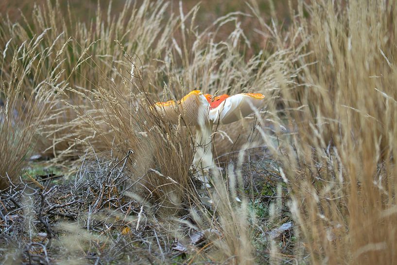 Délicate amanite tue-mouche blanche et rouge, sur le sol de la forêt. par Martin Köbsch