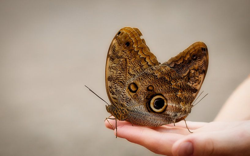 A child's hand is quickly filled by Saranda in t Veld Fotografie