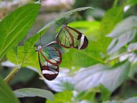 Greta Oto Couples - Tropische vlinders (  Collectie 2018 )