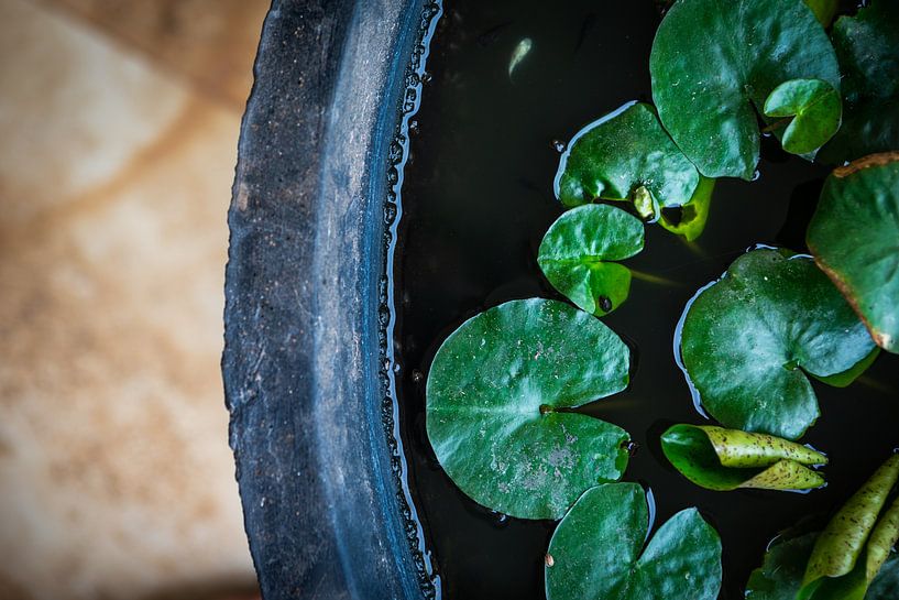 Fontijn by Sylvia Fransen