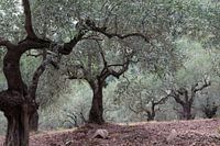 Der griechische Olivenhain