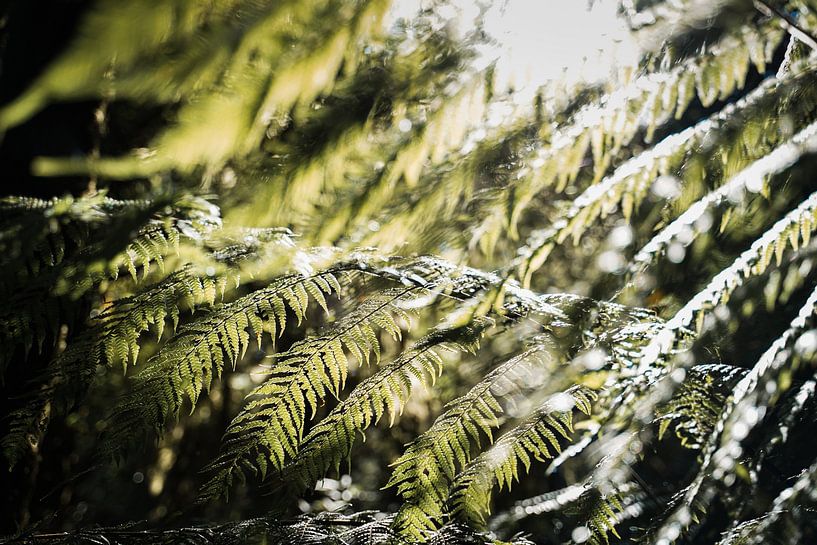 De beaux verts par Inge van Tilburg