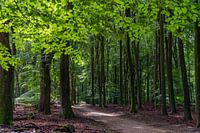Forêt de Speulder et Sprielder