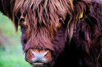 Horned grazer close up