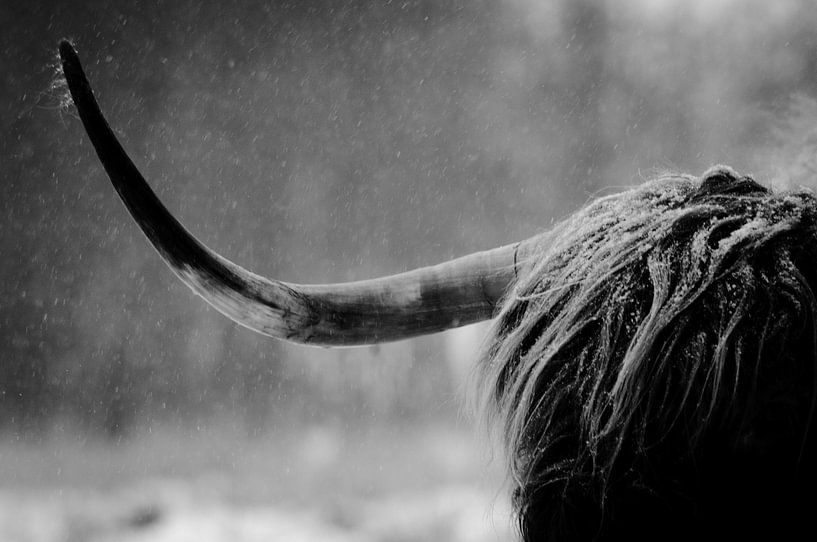 Cor des Highlanders écossais Close-Up par Erwin Plug