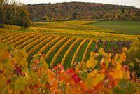 Vignes en style d'automne - I