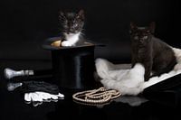 Twee kittens in een stilleven met een hoge hoed parel ketting handschoenen vlinderdas bontjas