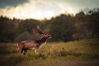 Burning fallow deer