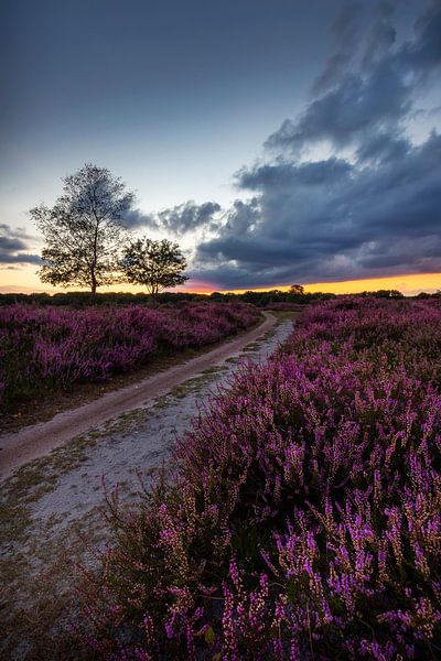 Blüte 3 von Thom Brouwer