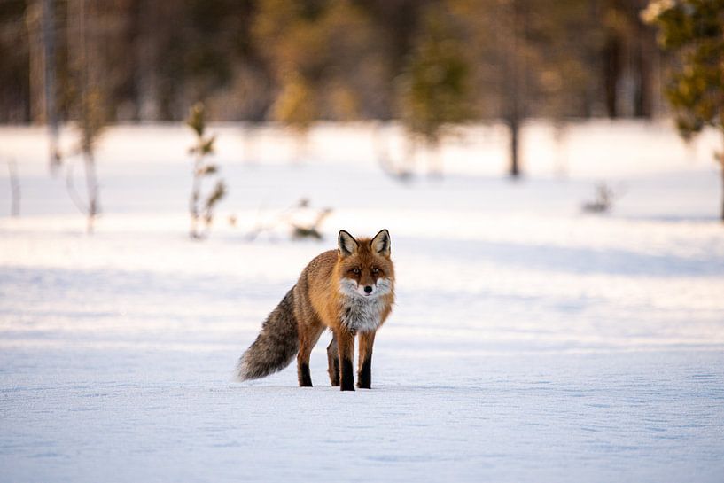 Fuchs im Schnee von Ed Klungers