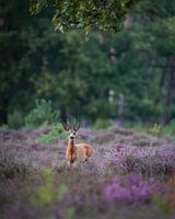 Reebok in de paarse heide