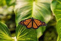 Monarch butterfly on leaf