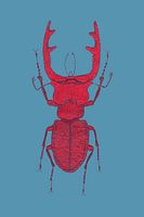 Stiche - Roter Hirschkäfer
