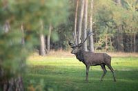 Rotwild auf der Hoge Veluwe.