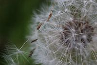 Luchtige paardenbloem