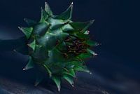 Cardoon Blume Knospe Makrokunst