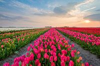 Tulpen aus Holland