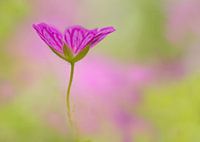 Eine Geranie aus dem Nichts (Blumen)