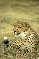 Jachtluipaard/Cheetah