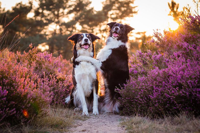 Jindi en Fenna knuffelen op de heide von Pieter Bezuijen