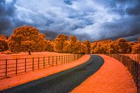 Muckross Infrared park