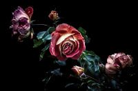 Enchanted Roses