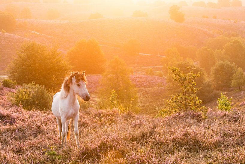 Icelandic Pony at sunrise on the Posbank by Stijn Smits