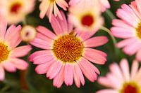 Spanische Gänseblümchen