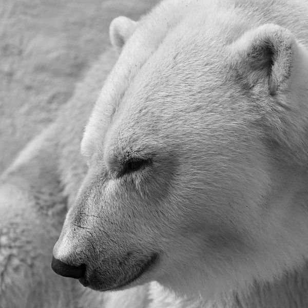 Ours polaire par Rini Kools