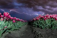 Les nuits d'horreur néerlandaises