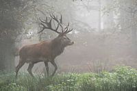 Cerf rouge ( Cervus elaphus ), un cerf de grande taille traverse une forêt brumeuse au petit matin, 