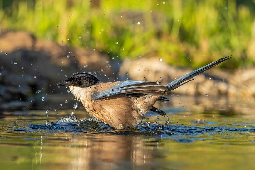 Waschen für den blauen Ekter von Hans Hut