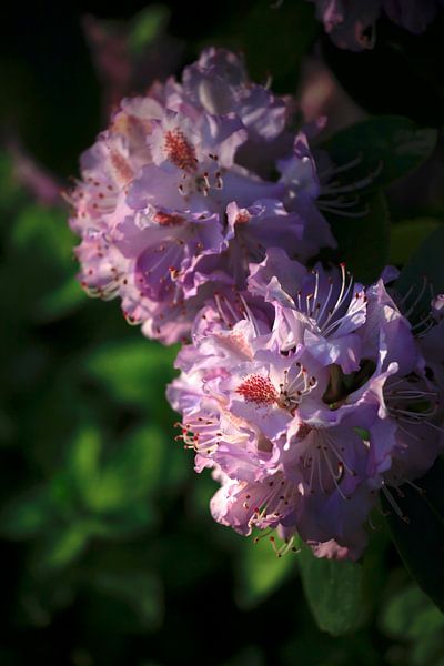 Rhododendron par Thomas Jäger