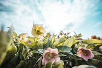 Blumen aus einem anderen Blickwinkel gesehen (Blume, Nieswurz, hdr)