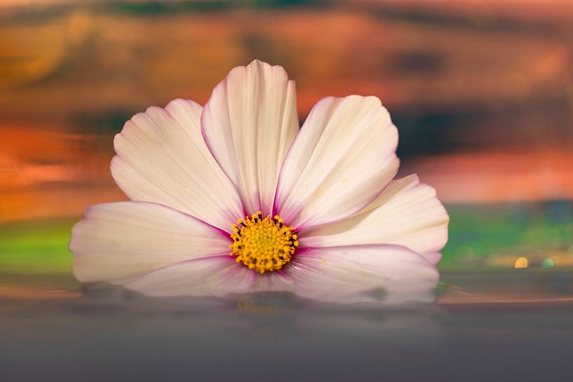 Flower floating in water by Hans Pot