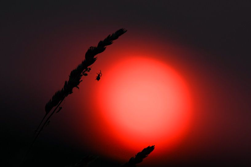 Sunset with spider by Shirley Douwstra