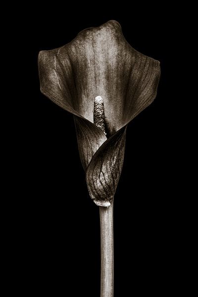 Calla Lily - In Stone I by Steffen Sebastian Schäfer