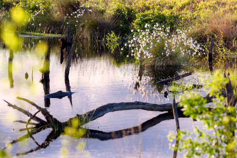 Wollgräser im Moor von Kurt Krause