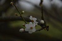 The first blossoms of the year