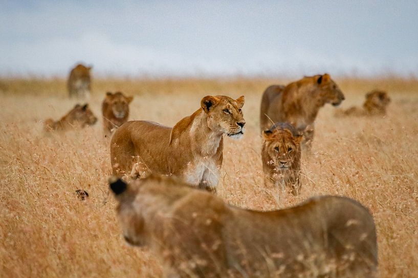 Löwe in der afrikanischen Ebene von Bart Hendriks