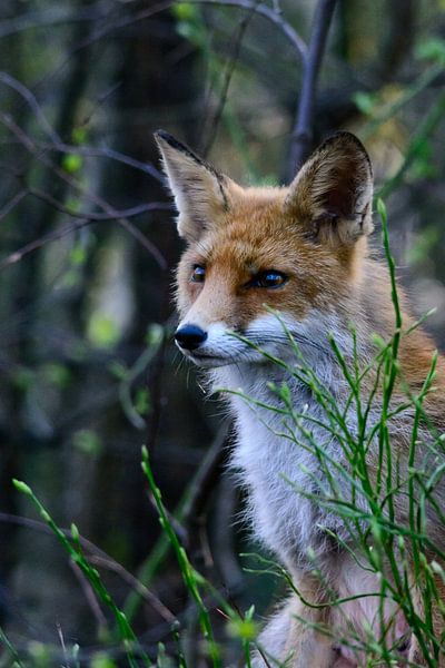 Vos par Edwin Fennema