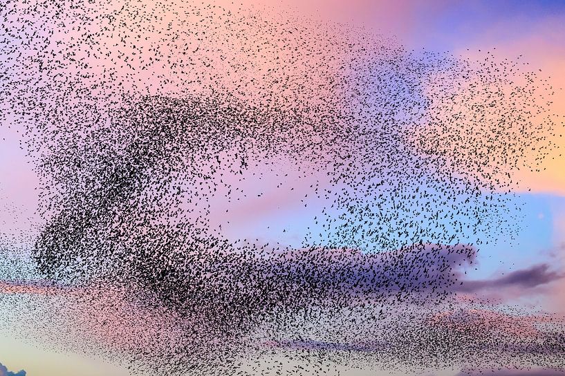 Murmure d'étourneaux au coucher du soleil par Sjoerd van der Wal Photographie