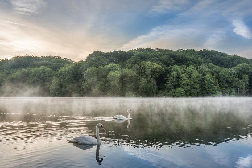 Schwäne auf dem Cranenweyer bei nebligem Sonnenaufgang von John van de Gazelle fotografie