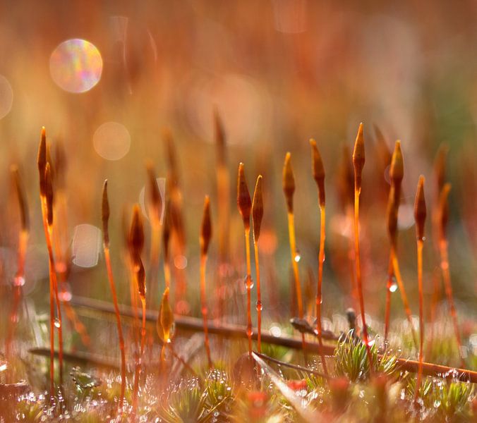 Flowering moss by Het Boshuis