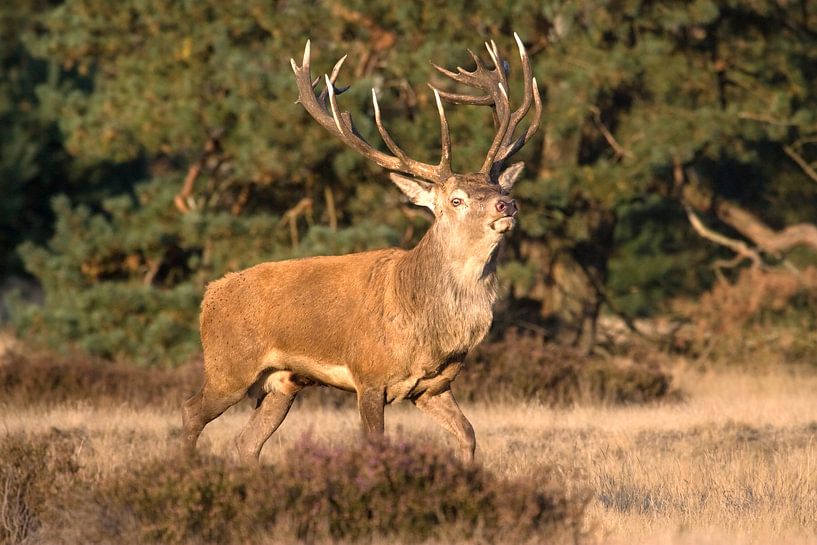 Red deer by Ronald Wilfred Jansen