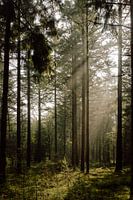 Sunbeams in the forest