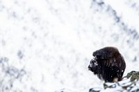 Moschusochse in Winterlandschaft