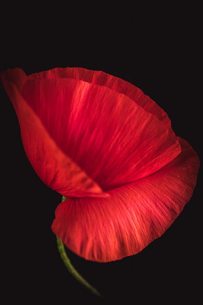 Beaux-arts Coquelicot par Sandra Hazes